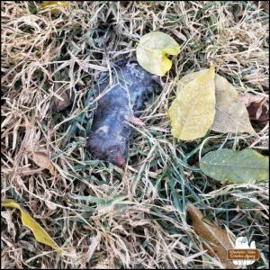 a northern short-tailed shrew frozen to death held in the dead grass near a few leaves and the body on its side covered in frost.