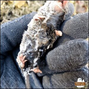 a northern short-tailed shrew frozen to death held in the gloved hand of Amber showing the belly side with pink feet and the body covered in frost.