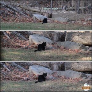 3 horizontal images by Amber of the stray tuxedo cat when it was at the edge of the woods. Each shot getting more zoomed in on it. Bottom photo: the tuxedo cat turned its head back to see me watching it. December 2, 2024