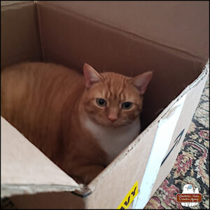 orange and white tabby Oliver snug in a cardboard box