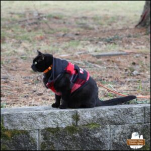 side view of black cat Gus with his fangs and tiny patch of white chest hair showing wearing his plaid sweatshirt (the velcro coming undone) and sitting on a cinder block garden wall.