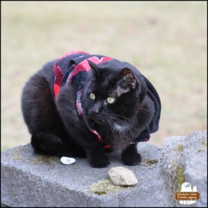 black cat Gus with his fangs and tiny patch of white chest hair showing wearing his plaid sweatshirt and squatting on a cinder block garden wall.