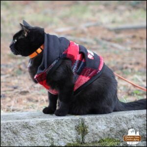 close up side view of black cat Gus with his fangs and tiny patch of white chest hair showing wearing his plaid sweatshirt (the velcro coming undone) and sitting on a cinder block garden wall.