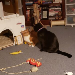 next to the multi-level cardboard cat office and surrounded by toys, black cat Gus towers over ginger cat Oliver as they are about to smack each other.