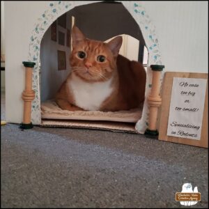 orange and white tabby Oliver in "loaf" position inside his cardboard office which is a painted two-level cat house decorated inside and out. There's a sign on the outside: No case too big or too small! Specializing in Rodents.