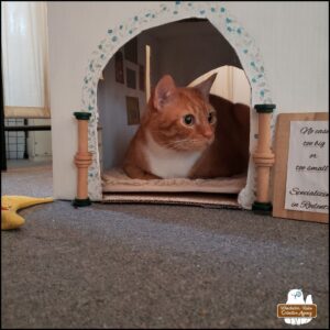 orange and white tabby Oliver in "loaf" position inside his cardboard office which is a painted two-level cat house decorated inside and out. There's a sign on the outside: No case too big or too small! Specializing in Rodents.