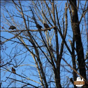 wake of vultures perched in a winter bare tree against a blue sky.