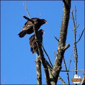 close up of 2 turkey vultures perched on a winter bare tree against a blue sky