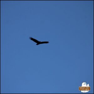 turkey vulture flying against a blue sky