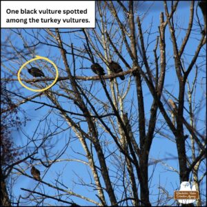 wake of vultures perched in a winter bare tree against a blue sky; only one is a black vulture (circled) and the others are turkey vultures.