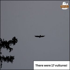 turkey vulture flying against a grey sky. caption: There were 17 vultures!