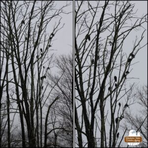 side by side images of over a dozen vultures perched in winter bare trees against a grey sky.