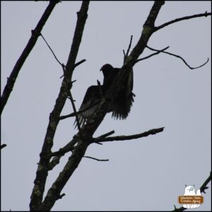 close up of one turkey vulture spreading its wings open while perched on a winter bare branch against grey sky.