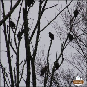 8 of the 17 vultures perched in winter bare trees against a grey sky.