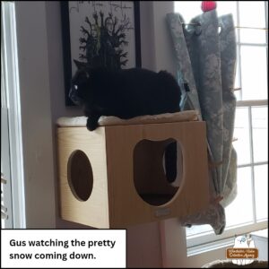 black cat Gus on top of a wooden wall cube as he watches out the window at the snow falling