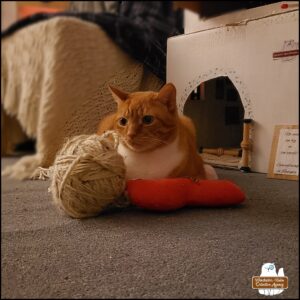 ginger and white tabby Oliver in front of his cardboard office with a large ball of yarn and catnip toy