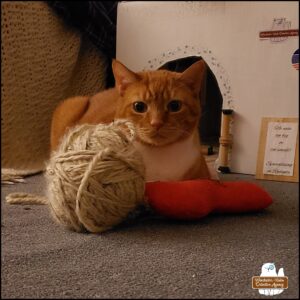 ginger and white tabby Oliver in front of his cardboard office with a large ball of yarn and catnip toy