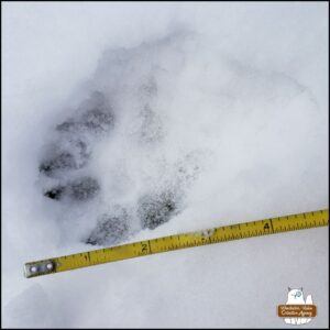 animal track in snow next to a measuring tape