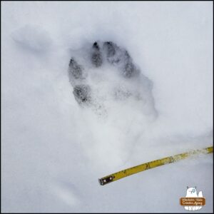 animal track in snow next to a measuring tape