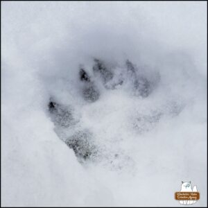 animal track in snow