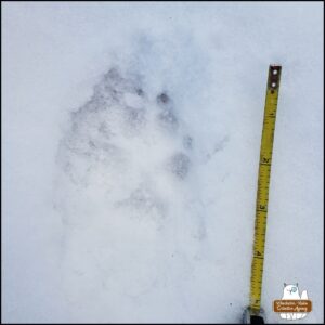 animal track in snow next to a measuring tape