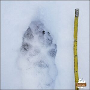 animal track in snow next to a measuring tape