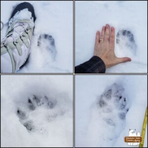 collage of 4 images of animal tracks in snow. First one is next to my boot for comparison, then the second one shows my hand in comparison; the last two are the impressions of large tracks.