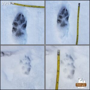 collage of 4 images of animal tracks in snow with measuring tape next to them