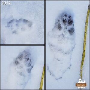 collage of 3 images of animals tracks in snow