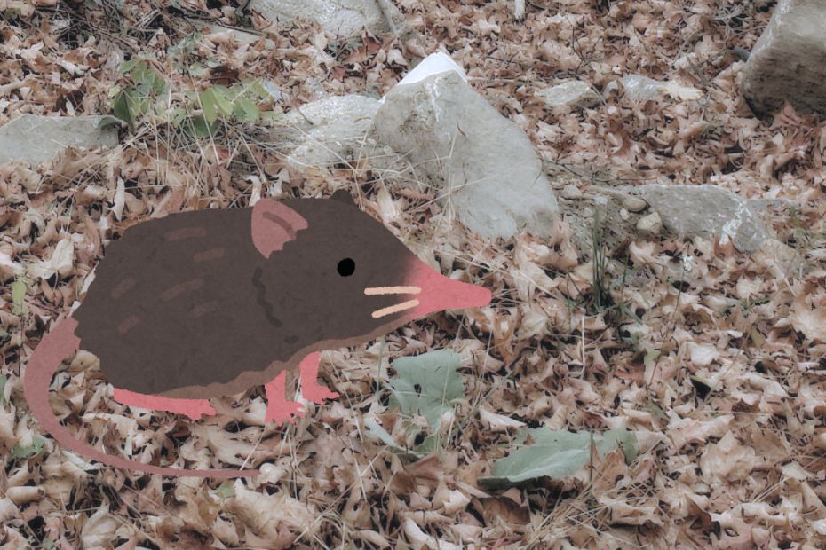 Canva illustration of a shrew against a blurred photo background of dead leaves and rocks.