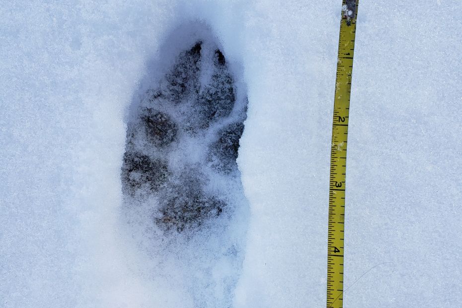 animal track in snow next to a measuring tape