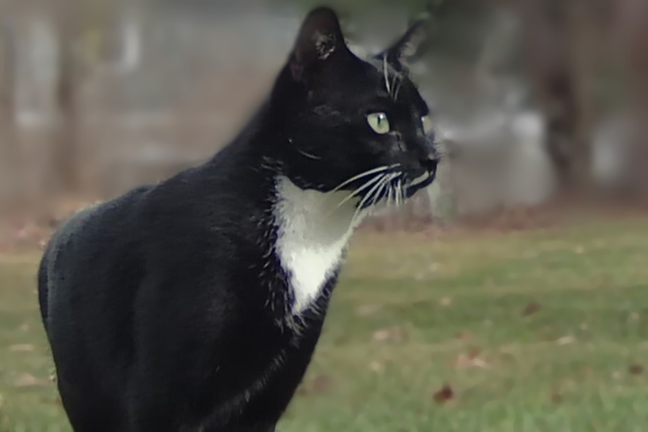 tuxedo cat Savile arriving at the fort background blurred