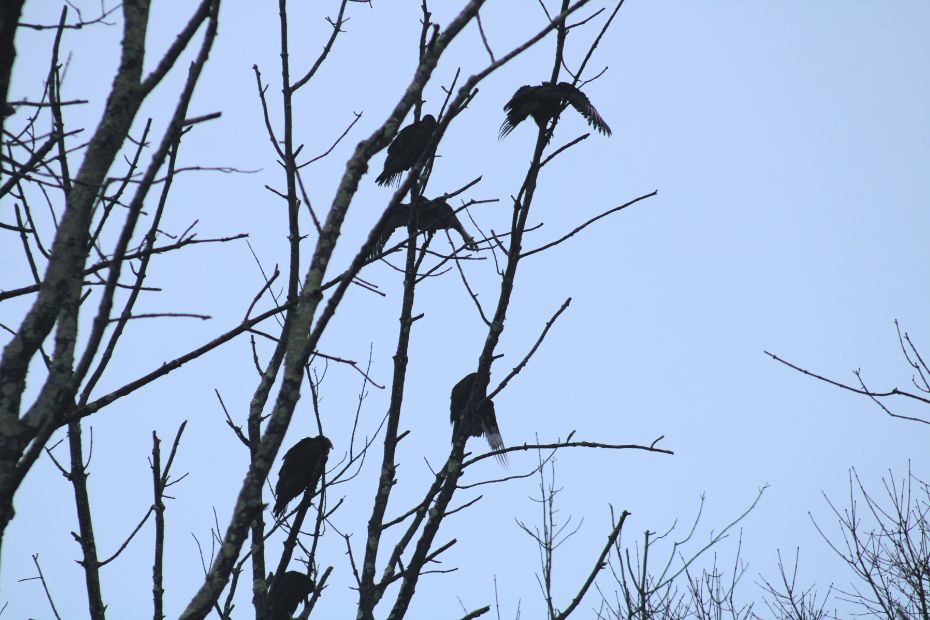 6 of the 17 vultures perched in winter bare trees