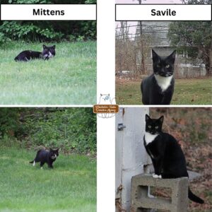 4 images. The two on the left show the tuxedo cat named Mittens. The two on the right show Savile. They are tuxedo cats, but have different body shapes and different face patterns.