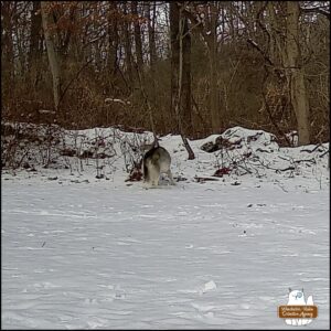 Siberian Husky or Alaskan Malamute caught on trailcam in the snow. Its tail is towards the camera.