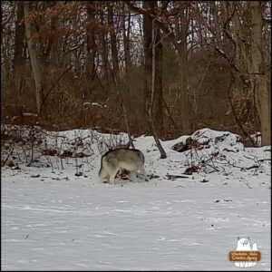 Siberian Husky or Alaskan Malamute caught on trailcam in the snow. It's sideways but has its head away from the camera.