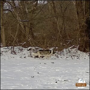 Siberian Husky or Alaskan Malamute caught on trailcam in the snow. It's walking from left to right in front of the camera.