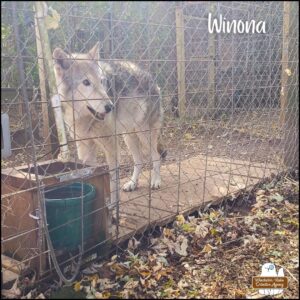 Wolf-Dog named Winona behind the fence of her enclosure at Howling Woods Farm