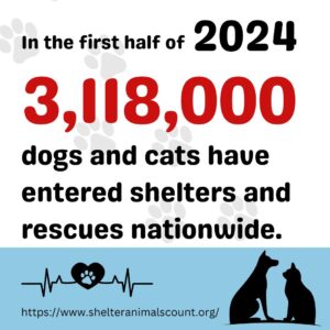 infographic made by Amber in Canva: "In the first half of 2024, 3,118,000 dogs and cats have entered shelters and rescues nationwide." shelteranimalscount.org