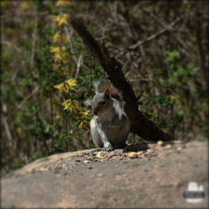 Eastern Grey Squirrel with a white lightning bolt fur pattern on its side. It's sitting on a rock covered in seeds and nuts.