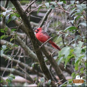 male cardinal perched on a bush in late fall