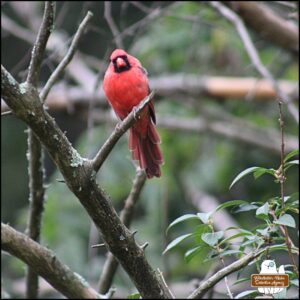 male cardinal perched on a bush in late fall