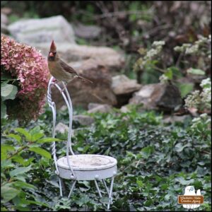 female cardinal perched on a miniature "fairy" chair on top of an ivy-covered rock wall