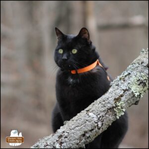 black cat Gus outside sitting up tall on a fallen tree with a branch at a diagonal in front of him.