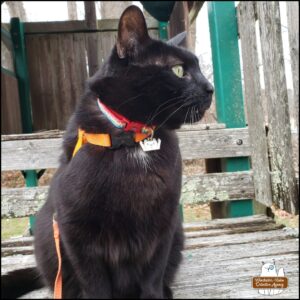 black cat Gus (with rarely visible white chest dot) sitting on the "porch" of Fort Winchester supervising The Grumpy Old Man chopping trees.