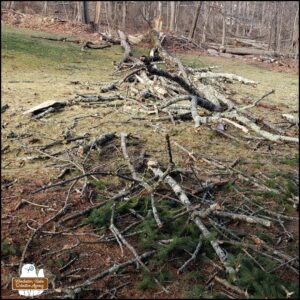 two trees chopped down and in scattered pieces on the ground