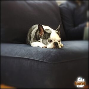 Archer, white and black French bulldog, lying on a dark couch with his head down but eyes open.