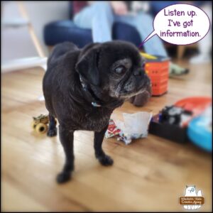 Abbey, an old black pug standing on a wooden floor: "Listen up. I've got information."