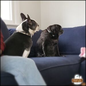 Archer, white and black French bulldog, sitting next to black pug, Abbey on a couch; both looking away from the camera.