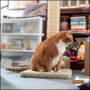 orange tabby with white belly and paws, Oliver, sitting on the base of a scratching post